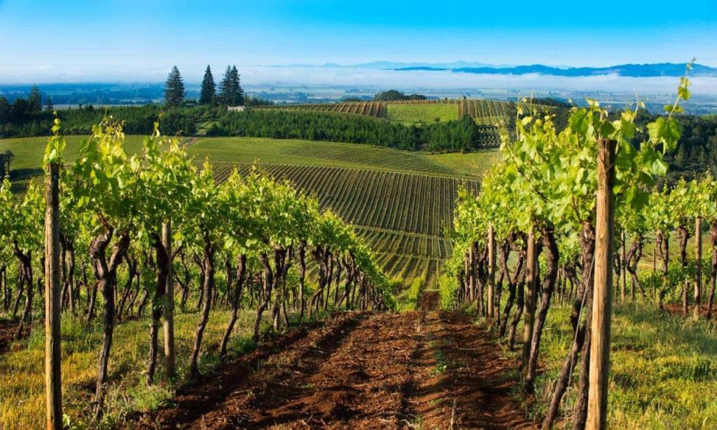 CONHEÇA O WILLAMETTE VALLEY E SEUS VINHOS FABULOSOS. VISITE A PÁGINA: VINHOS E REGIÕES VINÍCOLAS AINDA POUCO&nbsp;CONHECIDAS